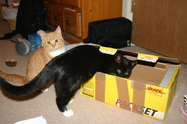 playing with a box ^^